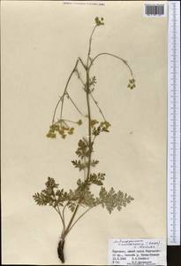 Aulacospermum tianschanicum (Korovin) C. Norman, Middle Asia, Northern & Central Tian Shan (M4) (Kyrgyzstan)