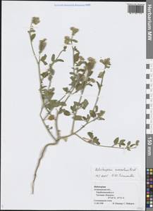 Heliotropium suaveolens M.Bieb., Eastern Europe, Lower Volga region (E9) (Russia)