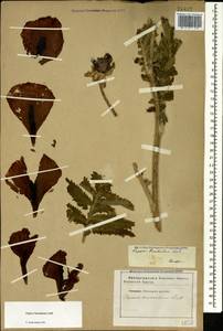 Papaver bracteatum Lindl., Caucasus, Stavropol Krai, Karachay-Cherkessia & Kabardino-Balkaria (K1b) (Russia)