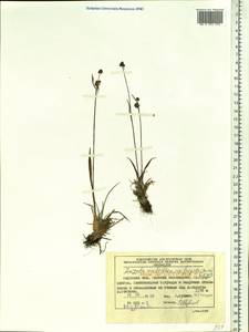 Luzula multiflora subsp. frigida (Buch.) V.I. Krecz., Siberia, Russian Far East (S6) (Russia)