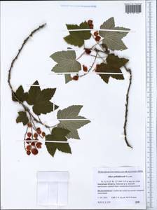 Ribes pallidiflorum Pojark., Siberia, Russian Far East (S6) (Russia)