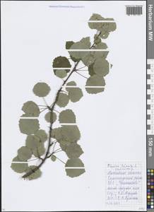 Populus tremula L., Eastern Europe, Moscow region (E4a) (Russia)