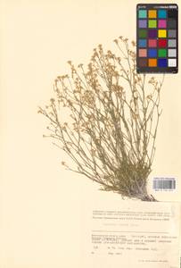 Lepidium lyratum L., Eastern Europe, Lower Volga region (E9) (Russia)