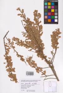 Tamarix gracilis Willd., Middle Asia, Caspian Ustyurt & Northern Aralia (M8) (Kazakhstan)