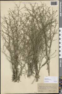 Pentanema persicum (DC.) D. Gut. Larr., Santos-Vicente, Anderb., E. Rico & M. M. Mart. Ort., Middle Asia, Kopet Dag, Badkhyz, Small & Great Balkhan (M1) (Turkmenistan)