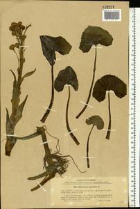 Petasites radiatus (J. F. Gmel.) J. Toman, Eastern Europe, Eastern region (E10) (Russia)