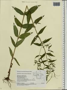 Epilobium ciliatum subsp. ciliatum, Eastern Europe, Central region (E4) (Russia)