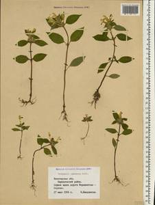 Galeopsis speciosa Mill., Eastern Europe, Northern region (E1) (Russia)