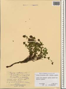 Thymus collinus M.Bieb., Caucasus, North Ossetia, Ingushetia & Chechnya (K1c) (Russia)