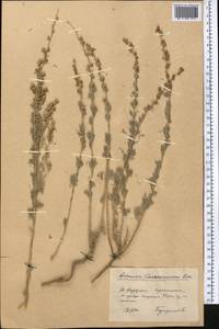Artemisia rutifolia Steph. ex Spreng., Middle Asia, Pamir & Pamiro-Alai (M2) (Kyrgyzstan)
