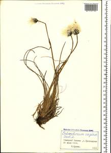 Eriophorum vaginatum L., Caucasus, Stavropol Krai, Karachay-Cherkessia & Kabardino-Balkaria (K1b) (Russia)