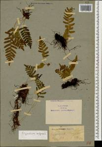 Polypodium vulgare L., Caucasus, Armenia (K5) (Armenia)