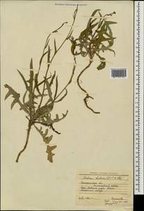 Lactuca tatarica (L.) C. A. Mey., Eastern Europe, South Ukrainian region (E12) (Ukraine)