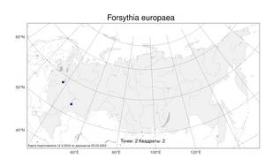 Forsythia europaea Degen & Bald., Atlas of the Russian Flora (FLORUS) (Russia)