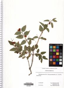 Lonicera tatarica L., Eastern Europe, Eastern region (E10) (Russia)