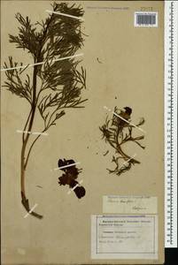 Paeonia tenuifolia L., Caucasus, Stavropol Krai, Karachay-Cherkessia & Kabardino-Balkaria (K1b) (Russia)