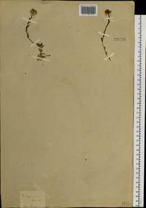 Noccaea cochleariforme (DC.) Á. Löve & D. Löve, Siberia, Baikal & Transbaikal region (S4) (Russia)