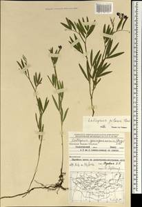 Lathyrus palustris L., Mongolia (MONG) (Mongolia)