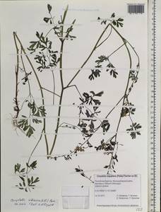 Corydalis sibirica (L. fil.) Pers., Siberia, Baikal & Transbaikal region (S4) (Russia)