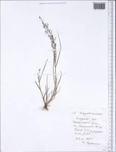 Eragrostis amurensis Prob., Siberia, Russian Far East (S6) (Russia)