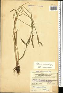 Phleum paniculatum Huds., Caucasus, Azerbaijan (K6) (Azerbaijan)