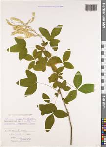 Laburnum anagyroides Medik., Caucasus, Black Sea Shore (from Novorossiysk to Adler) (K3) (Russia)