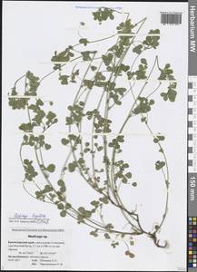 Medicago lupulina L., Caucasus, Black Sea Shore (from Novorossiysk to Adler) (K3) (Russia)