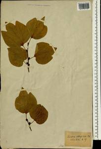 Lindera obtusiloba Bl., South Asia, South Asia (Asia outside ex-Soviet states and Mongolia) (ASIA) (Japan)