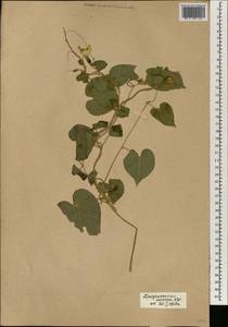 Ipomoea ochracea (Lindl.) G. Don, Africa (AFR) (Mali)