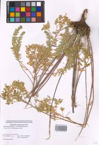 Euphorbia seguieriana Neck., Eastern Europe, Eastern region (E10) (Russia)