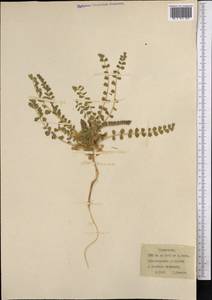 Astragalus, Middle Asia, Karakum (M6) (Turkmenistan)