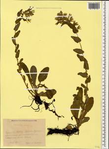 Cerinthe minor L., Caucasus, Krasnodar Krai & Adygea (K1a) (Russia)