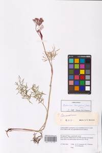 Ostericum tenuifolium (Pall. ex Spreng.) Y. C. Chu, Siberia, Western Siberia (S1) (Russia)
