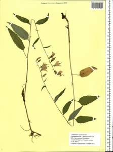 Campanula rapunculoides L., Eastern Europe, Western region (E3) (Russia)