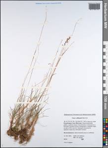 Carex williamsii Britton, Siberia, Yakutia (S5) (Russia)