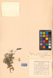 Oxytropis nigrescens (Pall.) Fisch. ex DC., Siberia, Russian Far East (S6) (Russia)