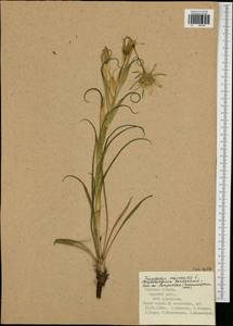 Tragopogon orientalis L., Eastern Europe, Central region (E4) (Russia)