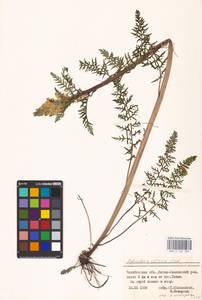 MHA 0 162 309, Pedicularis sibirica Vved., Eastern Europe, Eastern region (E10) (Russia)