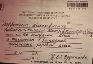 MW 9 111 095, Dolichomitriopsis diversiformis (Mitt.) Nog., Bryophytes, Bryophytes - Russian Far East (excl. Chukotka & Kamchatka) (B20) (Russia)