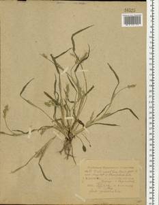 Echinochloa crus-galli (L.) P.Beauv., Eastern Europe, Central region (E4) (Russia)