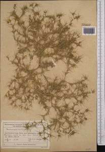 Ceratocarpus arenarius L., Middle Asia, Muyunkumy, Balkhash & Betpak-Dala (M9) (Kazakhstan)