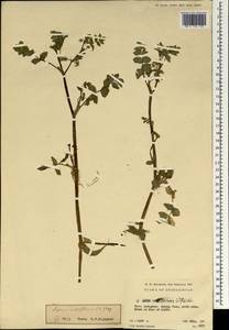 Helosciadium nodiflorum subsp. nodiflorum, South Asia, South Asia (Asia outside ex-Soviet states and Mongolia) (ASIA) (Afghanistan)