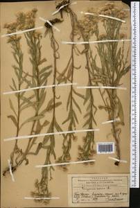 Erigeron acris L., Middle Asia, Western Tian Shan & Karatau (M3) (Kazakhstan)