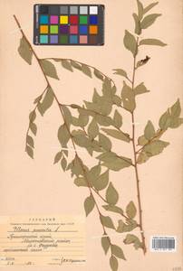 Ulmus pumila L., Siberia, Russian Far East (S6) (Russia)