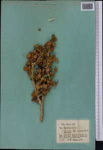 Ribes villosum Wall., Middle Asia, Pamir & Pamiro-Alai (M2) (Tajikistan)