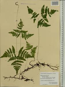 Gymnocarpium dryopteris (L.) Newm., Eastern Europe, Volga-Kama region (E7) (Russia)