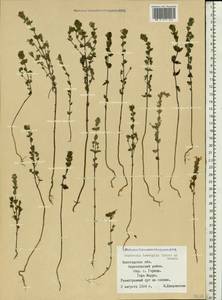 Euphrasia ×vernalis List, Eastern Europe, Northern region (E1) (Russia)