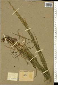 Thinopyrum intermedium subsp. intermedium, Caucasus (no precise locality) (K0)