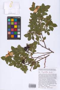 Rosa corymbifera Borkh., Eastern Europe, North Ukrainian region (E11) (Ukraine)