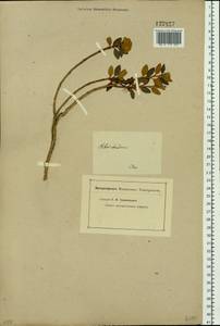 Rhododendron adamsii Rehder, Siberia, Baikal & Transbaikal region (S4) (Russia)